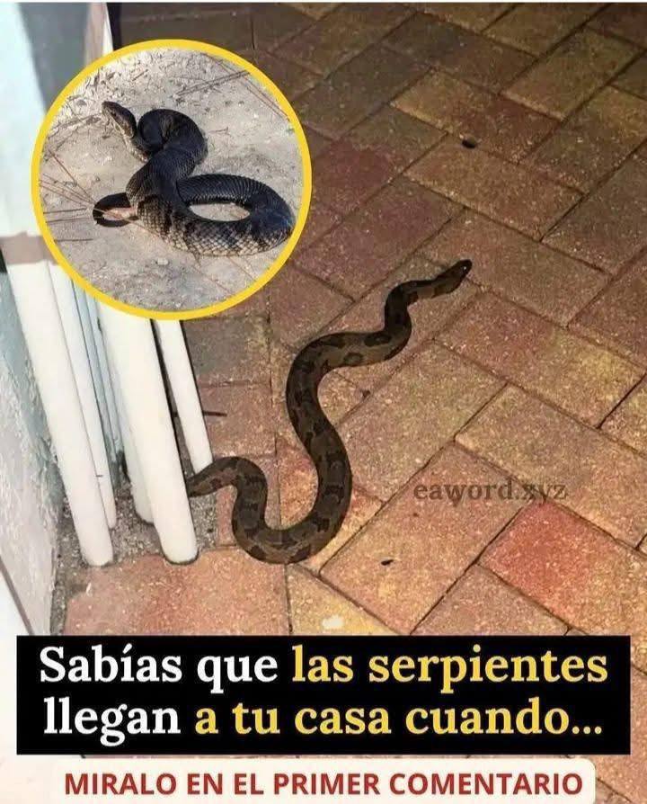 662322872 1533821488101138 660412284257379072 n