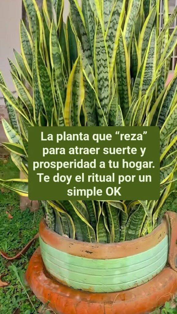 666045690 812134801945127 1228471914564465183 n